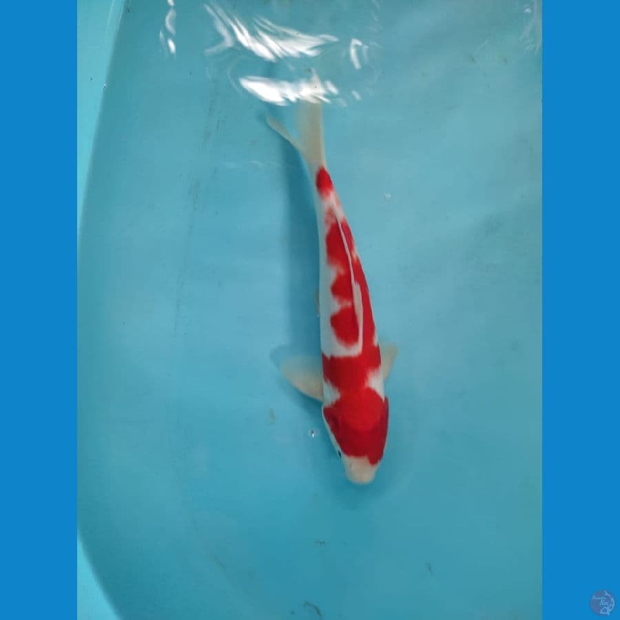 nazuma kohaku ukur 32cm male