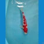 nazuma kohaku ukur 32cm male