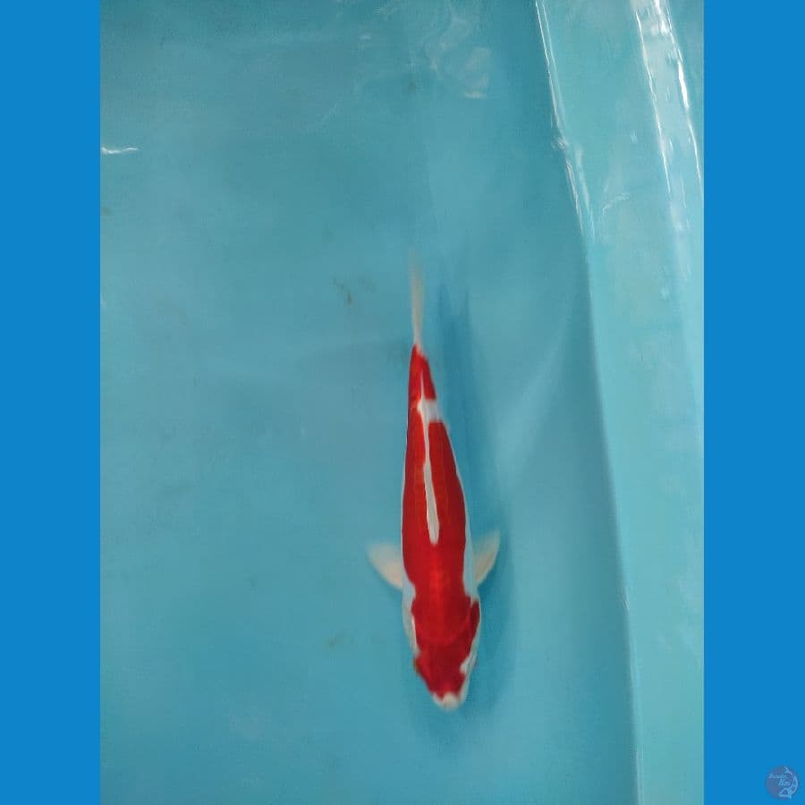 kikusui 24 cm. male