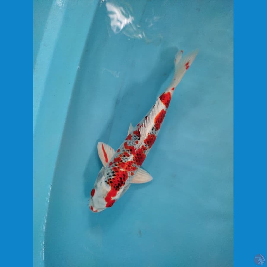 hott. male 30 cm up