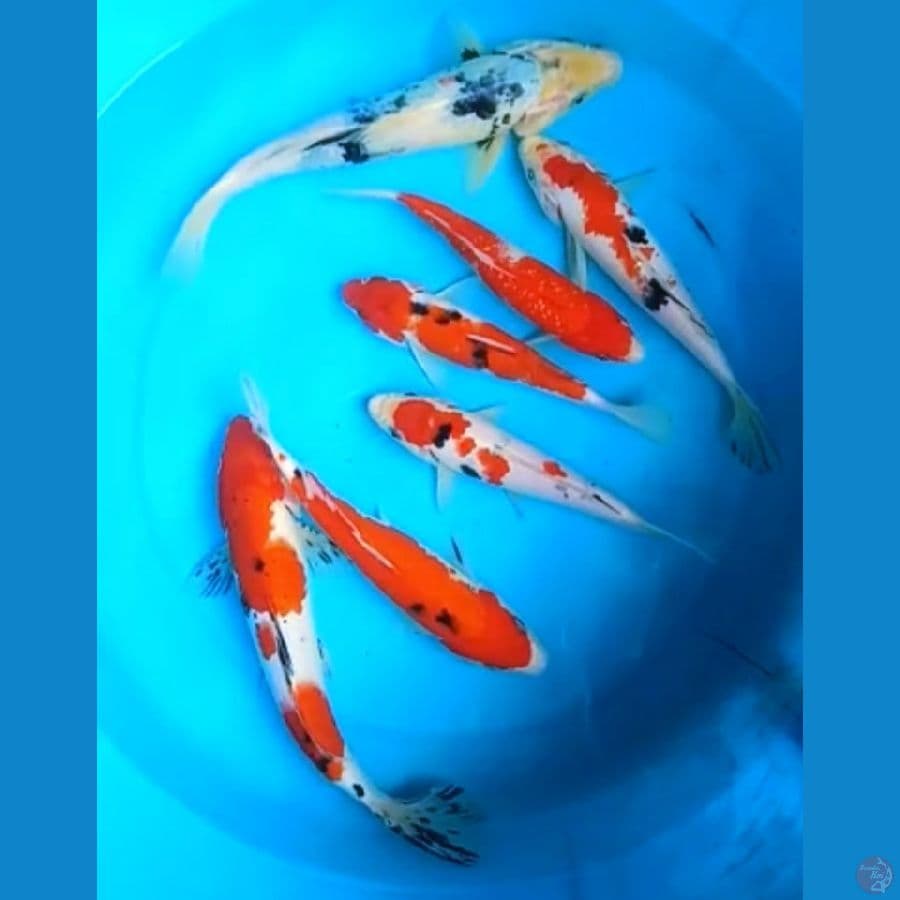 KOHAKU, SANKE, SHOWA 19 - 27 Cm, 7 EKOR