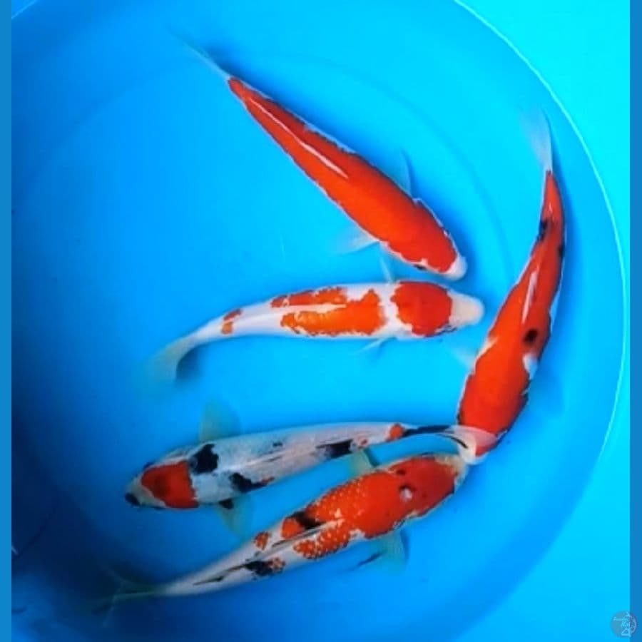 KOHAKU, SANKE, SHOWA 22 - 25 Cm, 5 EKOR