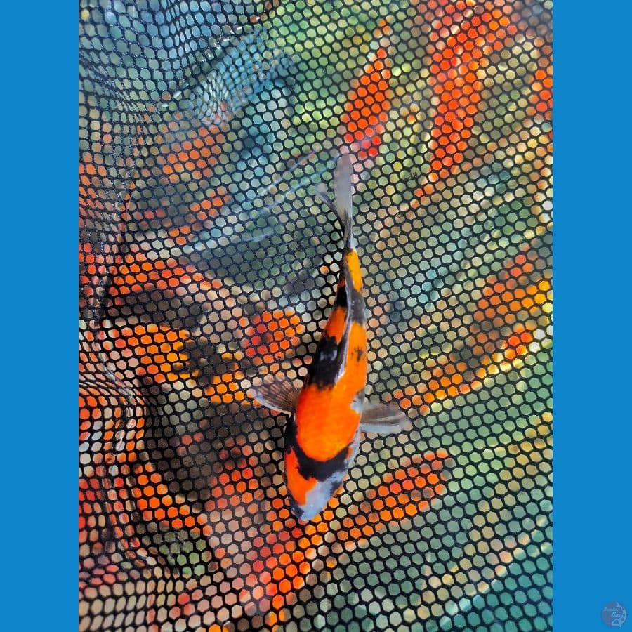 Mini Showa Sanshoku 15CM