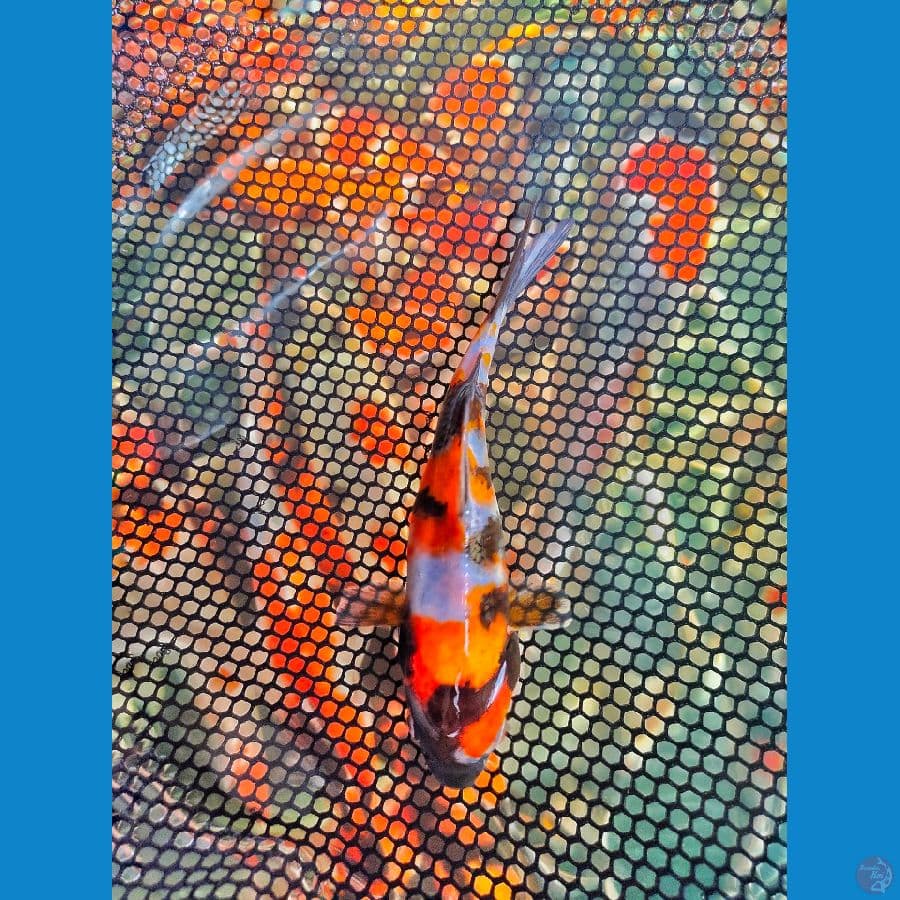 Mini Sanshoku 15CM