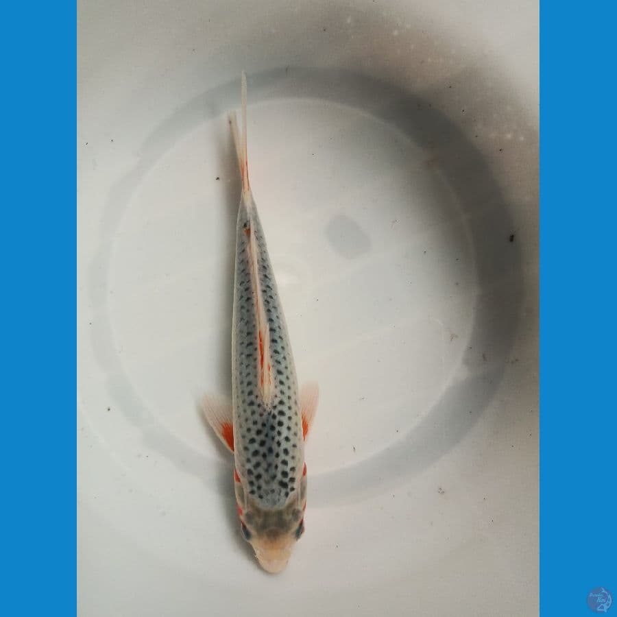 Asagi 27cm
