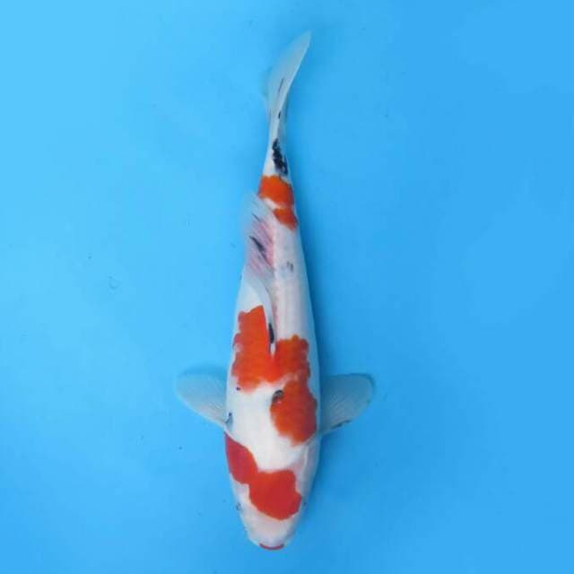 Sanke masa depan 35 cm