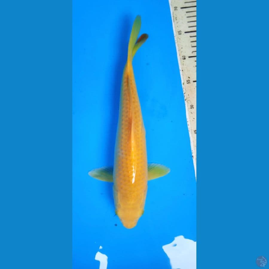 Midori 37 cm