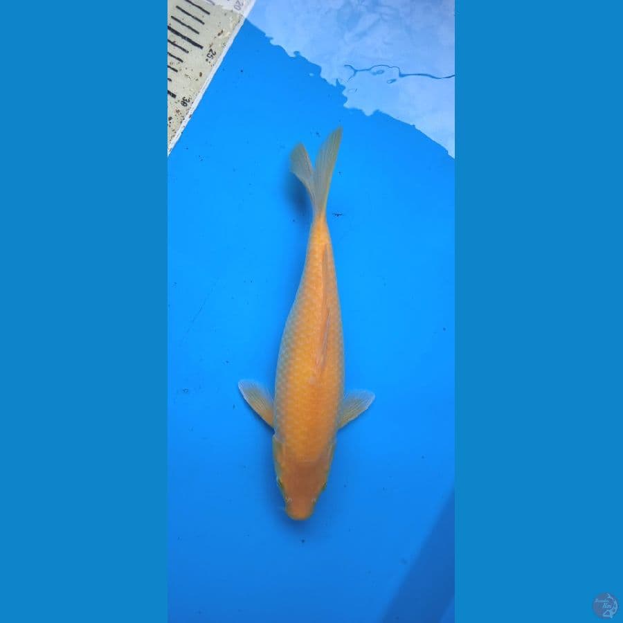 karasi lemon 32 cm