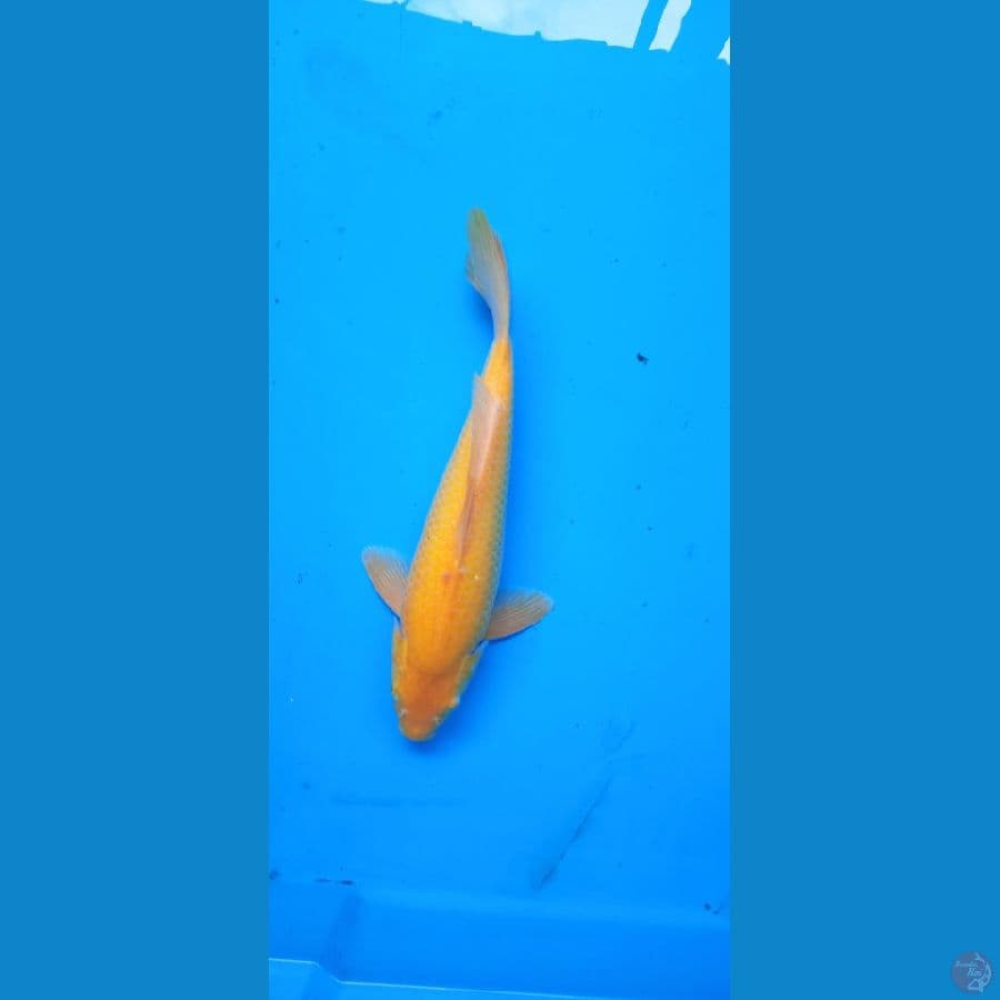 karasi lemon 32 cm