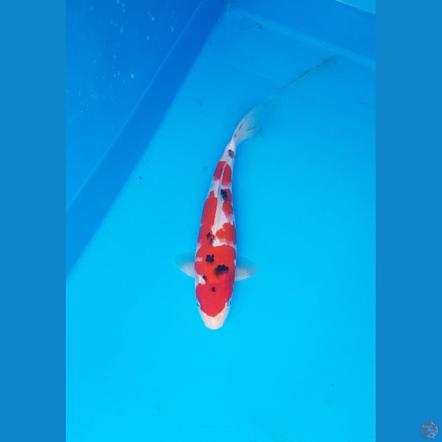 sanke 29cm