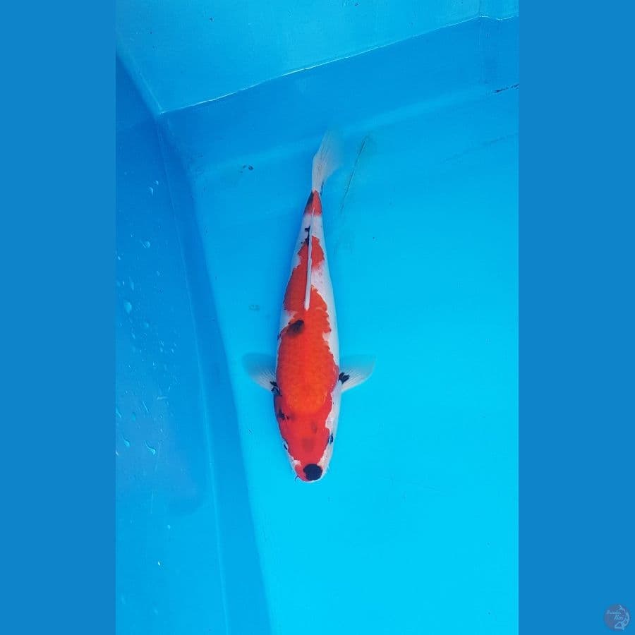 showa 30cm