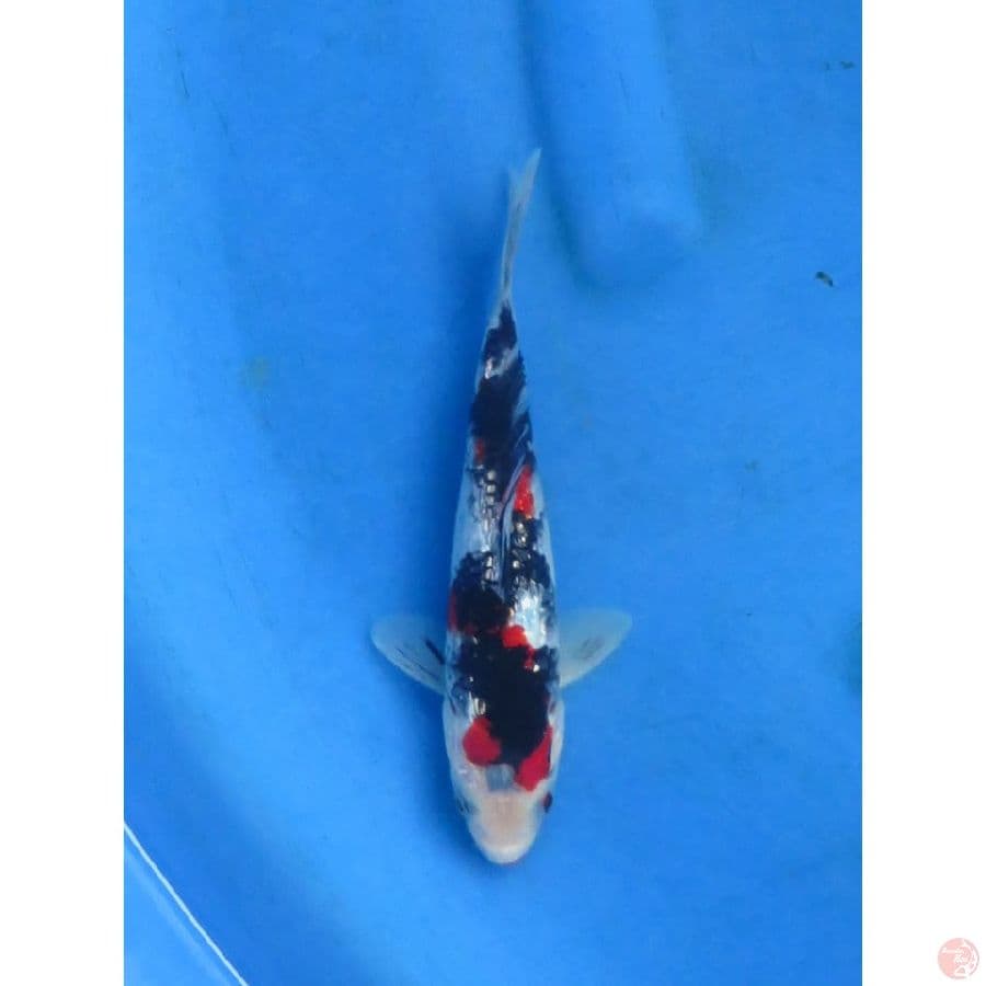 20cm - Male - Strong Sanke Ginrin 