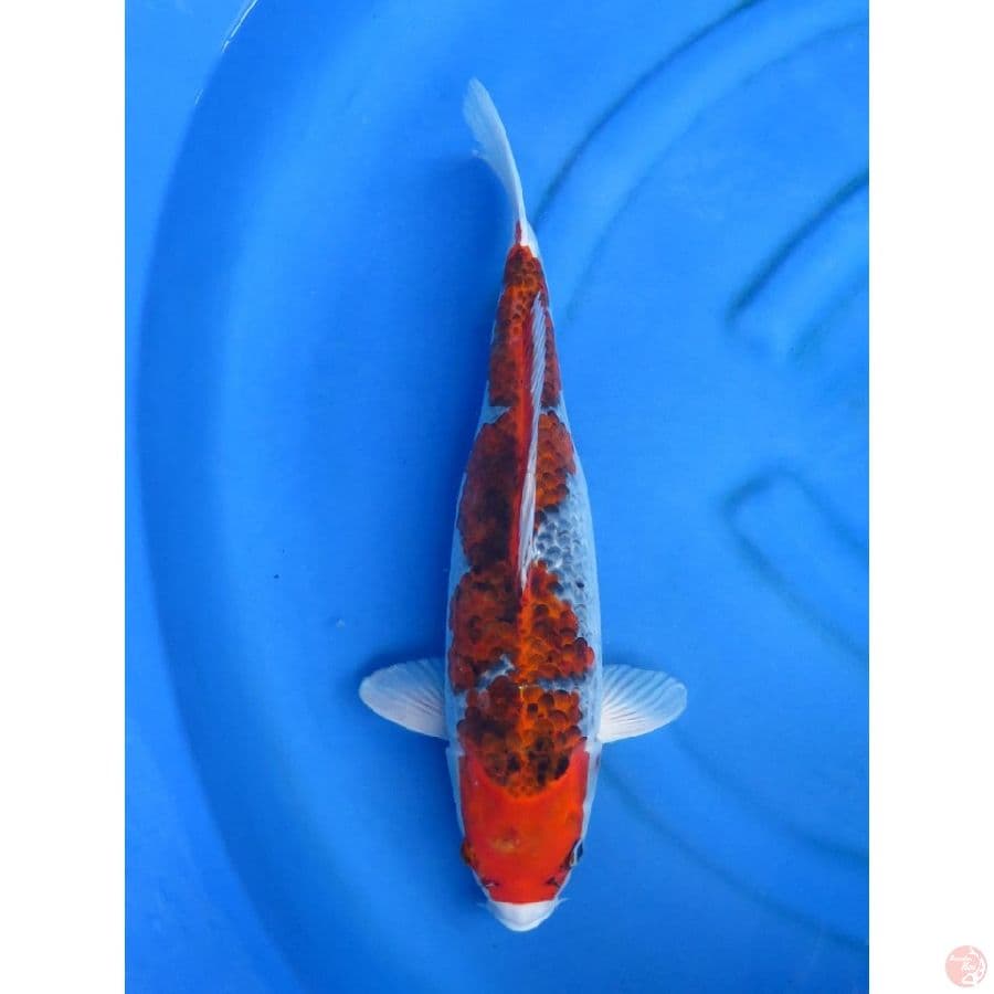 46cm , Jumbo Goshiki 