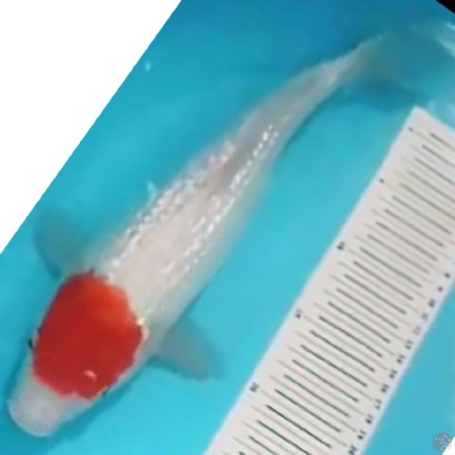 tc Kohaku ginrin original