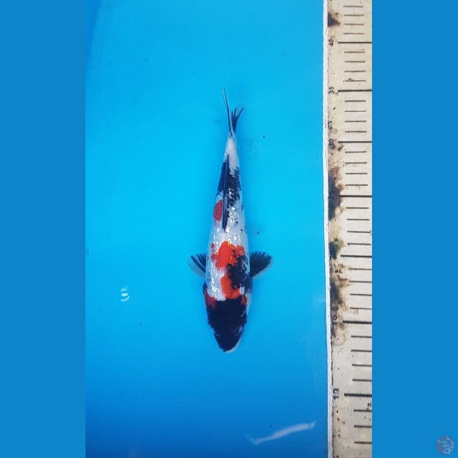 showa ginrin 21cm