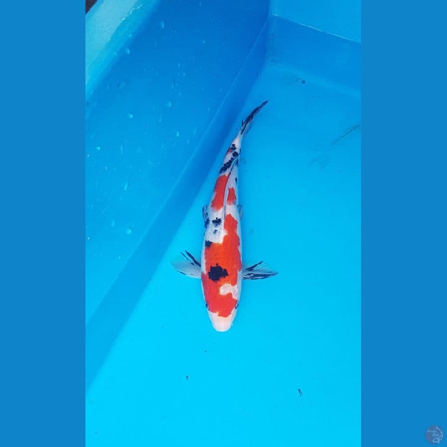 sanke 29cm