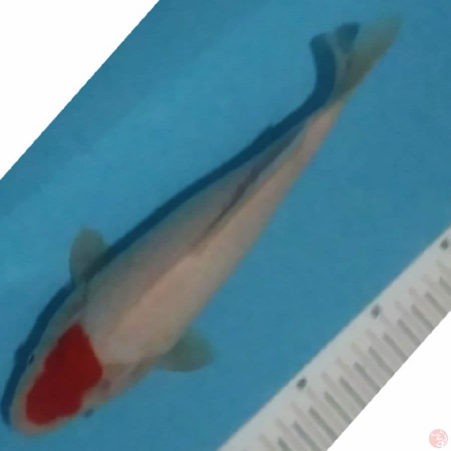 f1 tc kohaku original