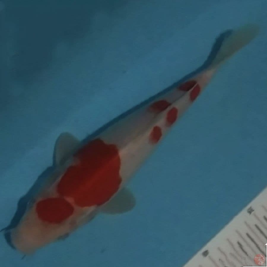 f1 maruten kohaku