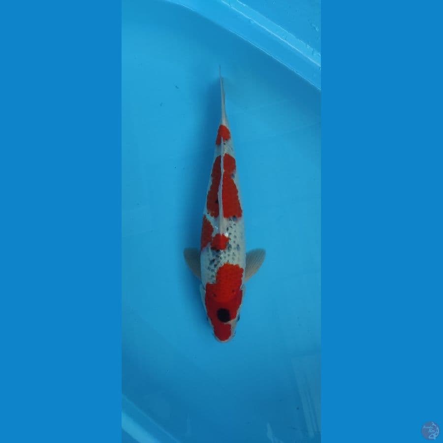Goshiki C. Caolin40cm jantan