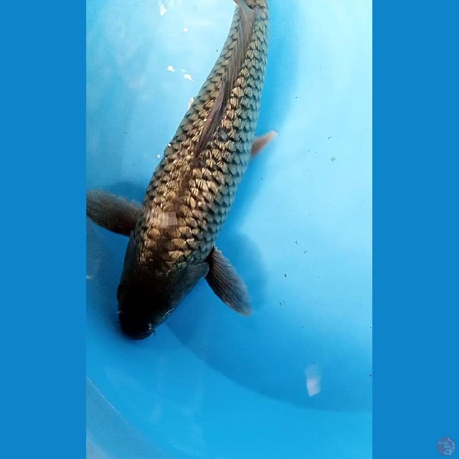 BLACK DIAMOND MALE 37 cm
