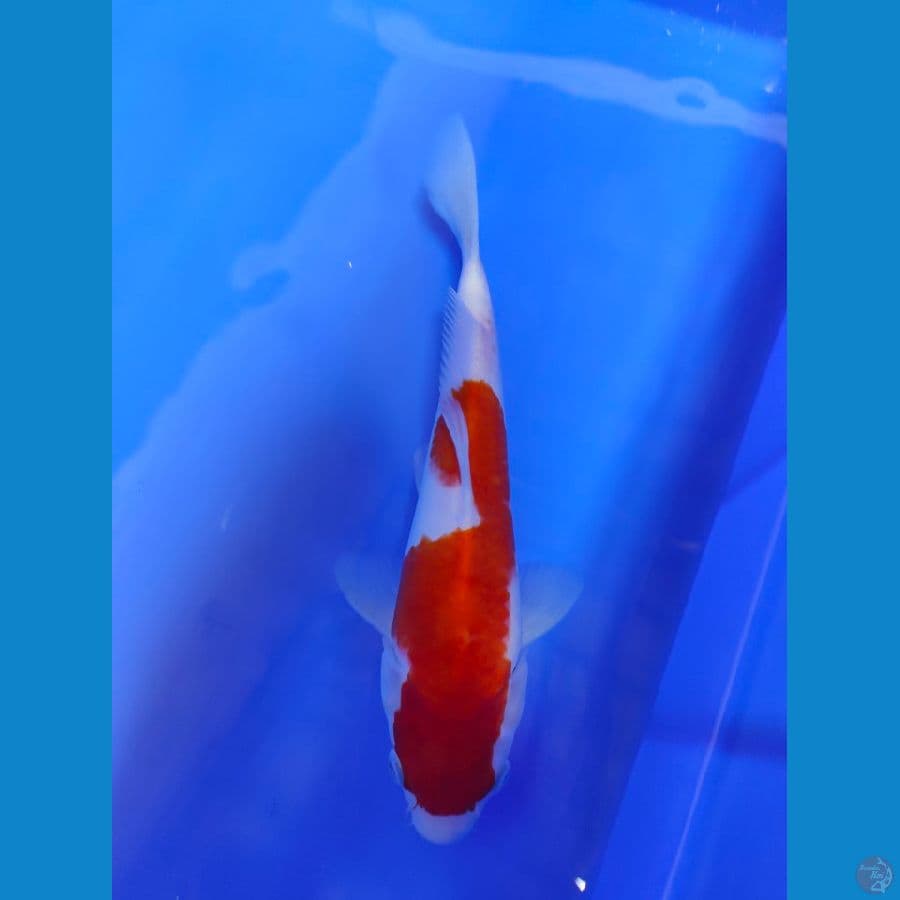 Kohaku F27cm