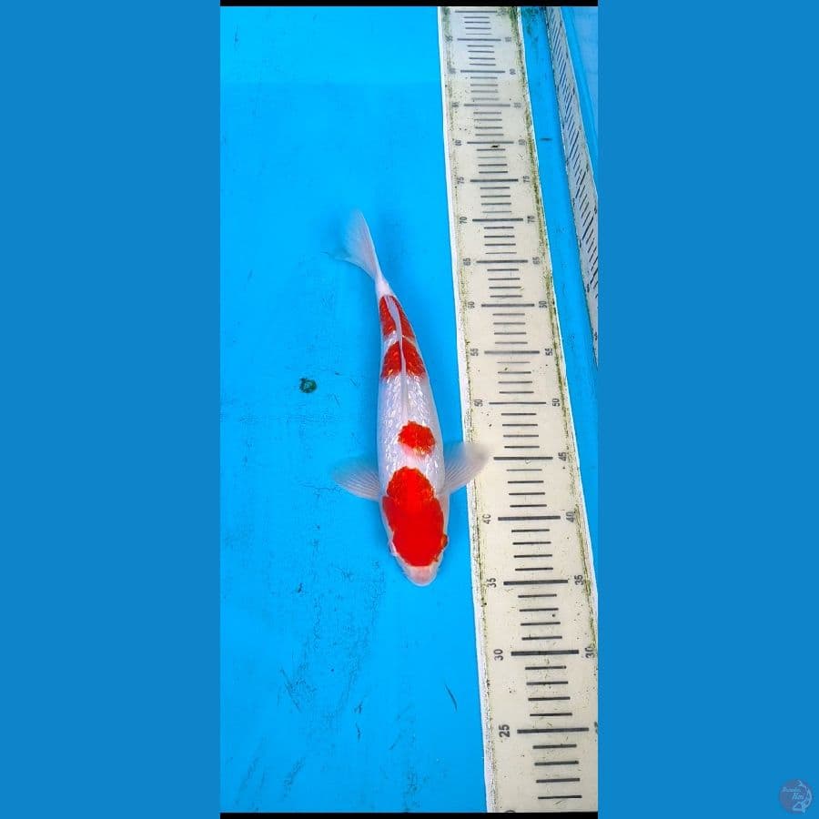 kohaku ginrin ...... 35cm..... jantan