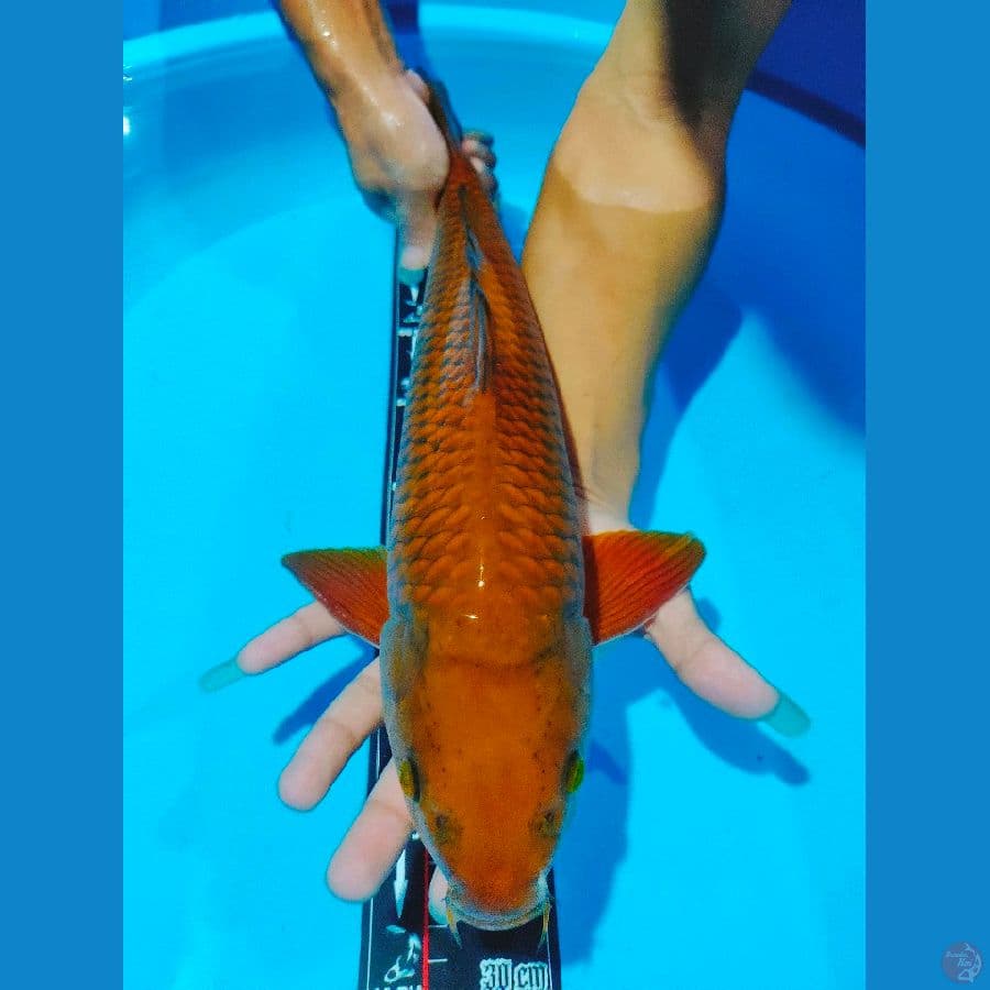 Chagoi Tembaga Jantan 43cm