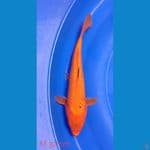 Benigoi ginrin Size 32 cm Male