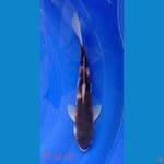 Goromo Size 32 cm Male