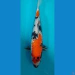 showa kanoko 35cm female