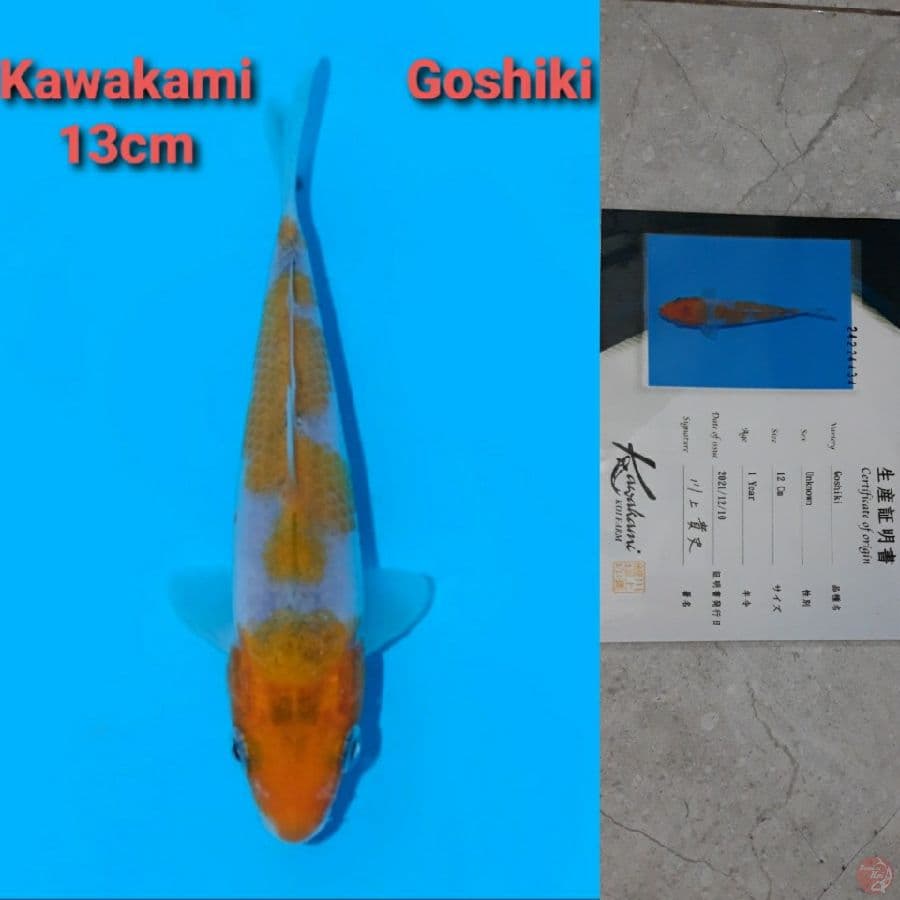 GOSHIKI KAWAKAMI SERTIFIKAT