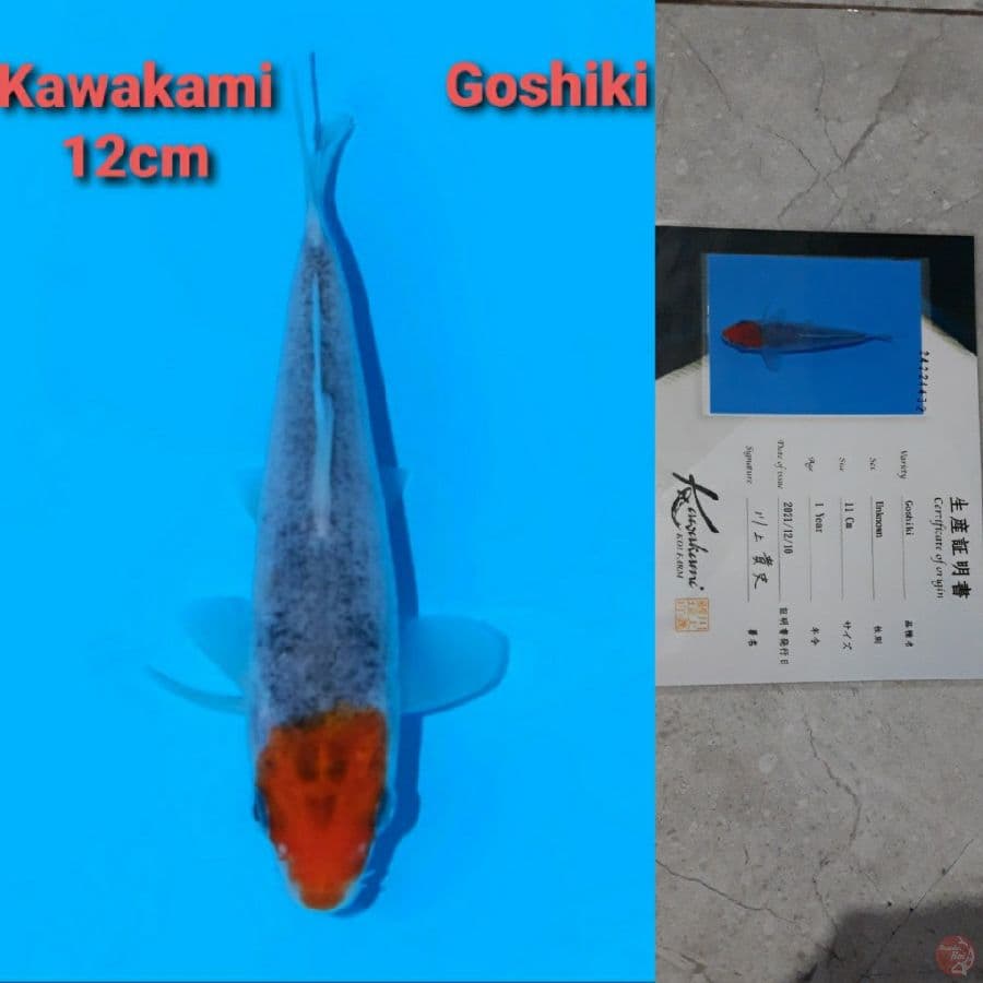 GOSHIKI KAWAKAMI SERTIFIKAT