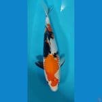 showa sanshoku 40cm female