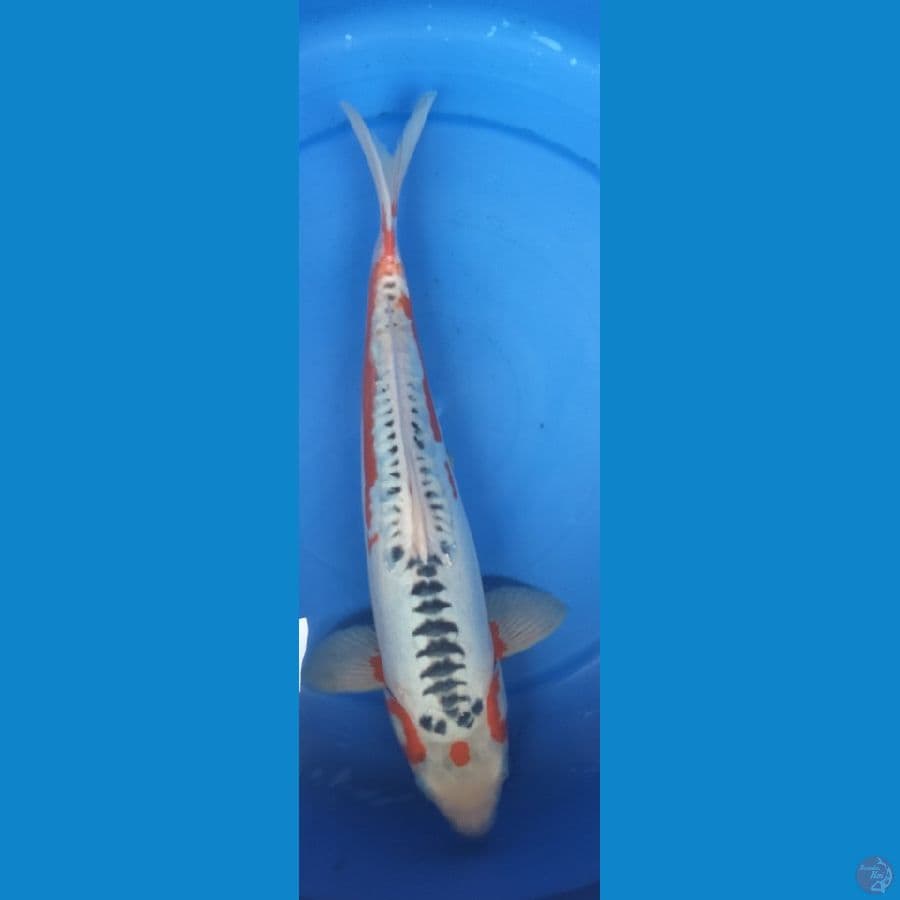 BIG SHUSUI 40 CM