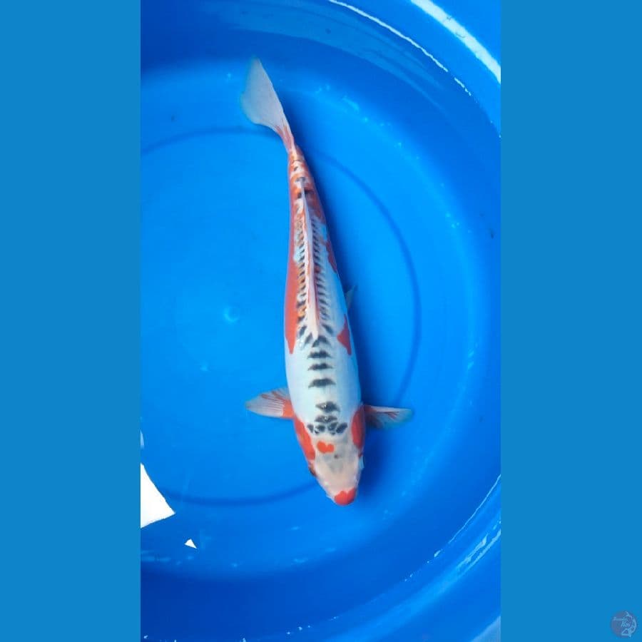 SHUSUI 38 CM