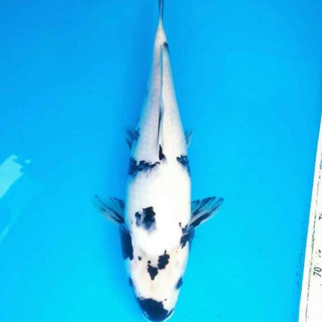 SHIRO SEPUTIH SALJU 34 CM