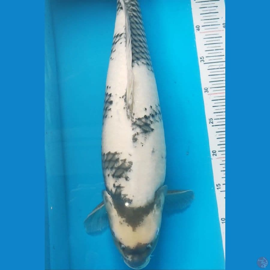 shiro f1 (sq) 55cm female