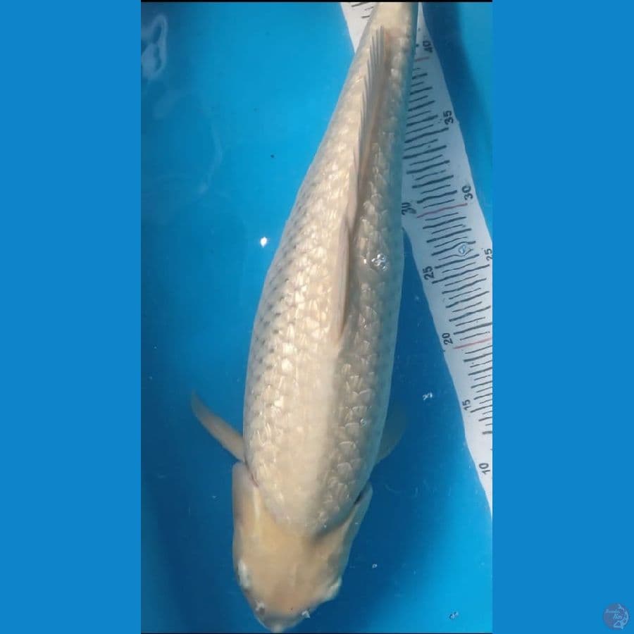 sora ginrin 54cm punuk ????