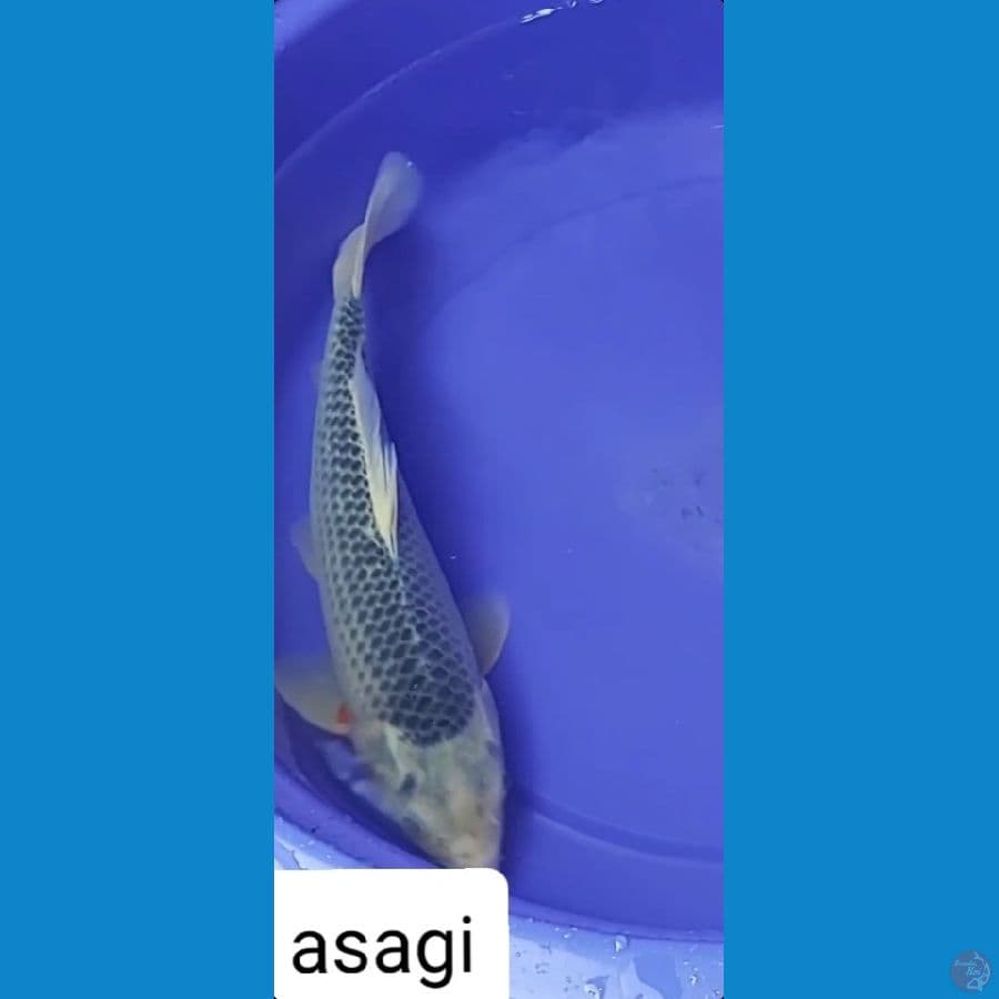 Koi Asagi