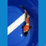 34cm female