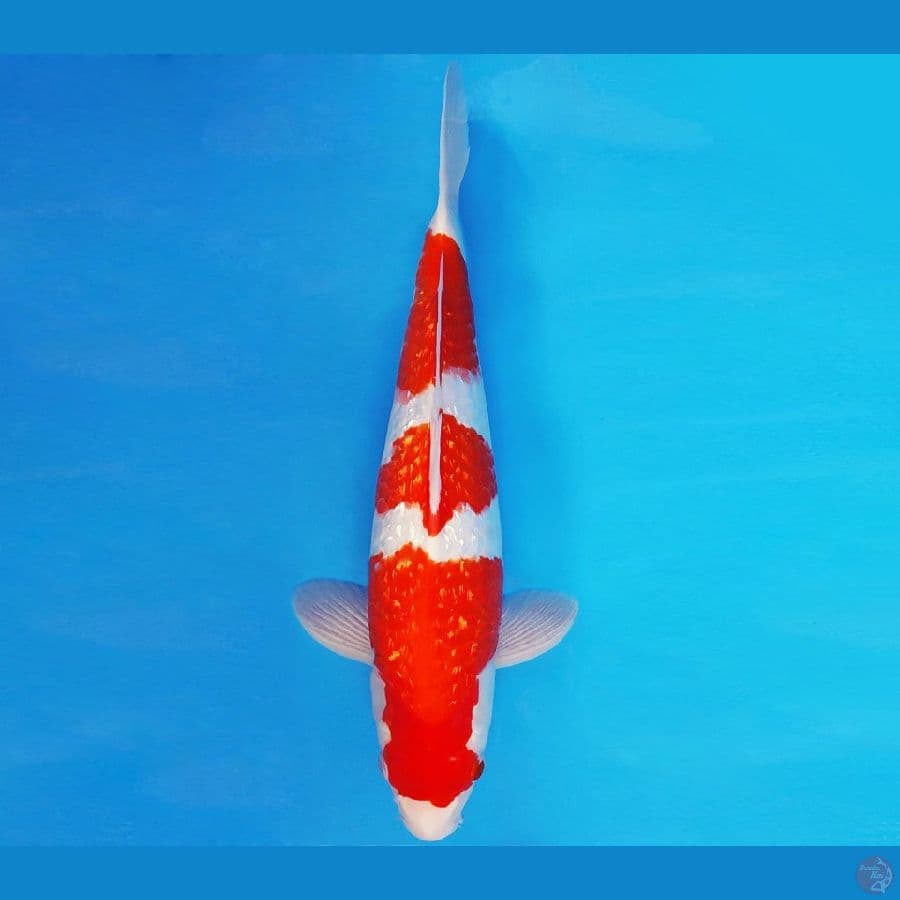 SONATA 1 ~ KOHAKU GIN RIN SPC 39 cm/male ™