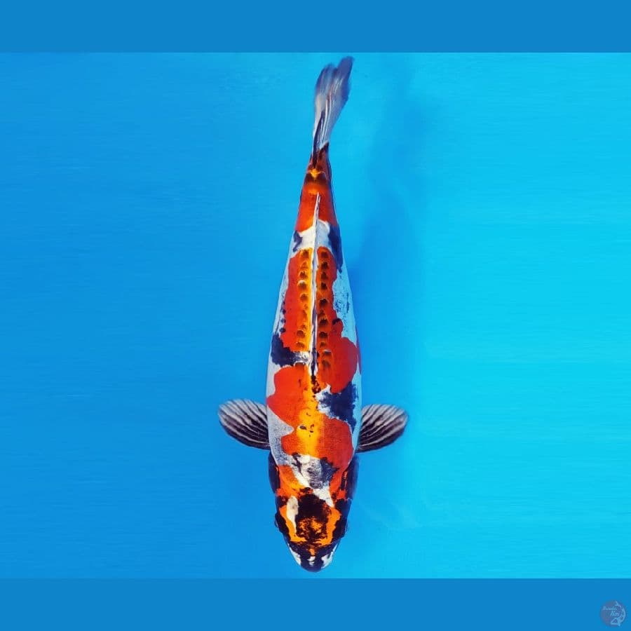 SONATA 2 ~ BENI KIKOKURYU 29 cm/male ™