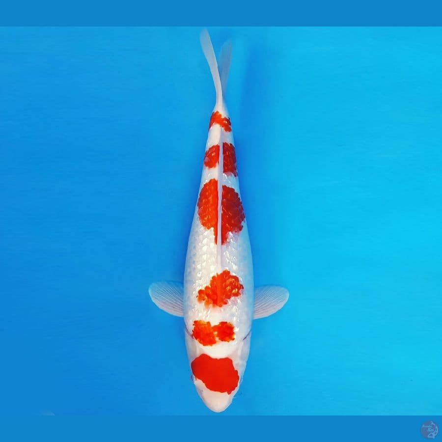 SONATA 5 ~ KOHAKU GIN RIN 38 cm/fm ™