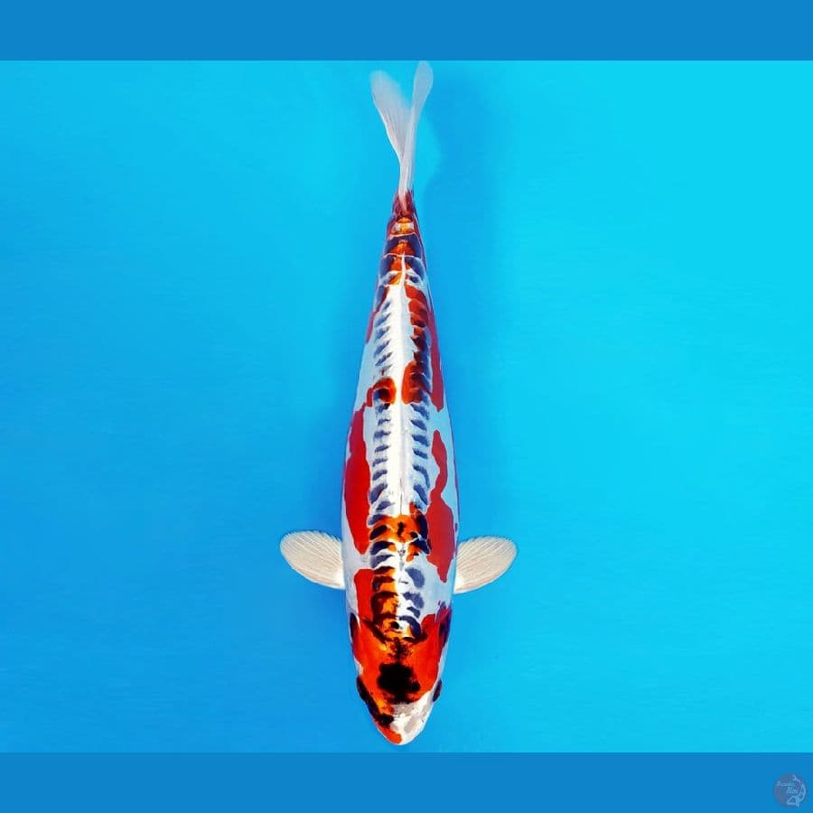 SONATA 7 ~ BENI KIKOKURYU 32 cm/male ™