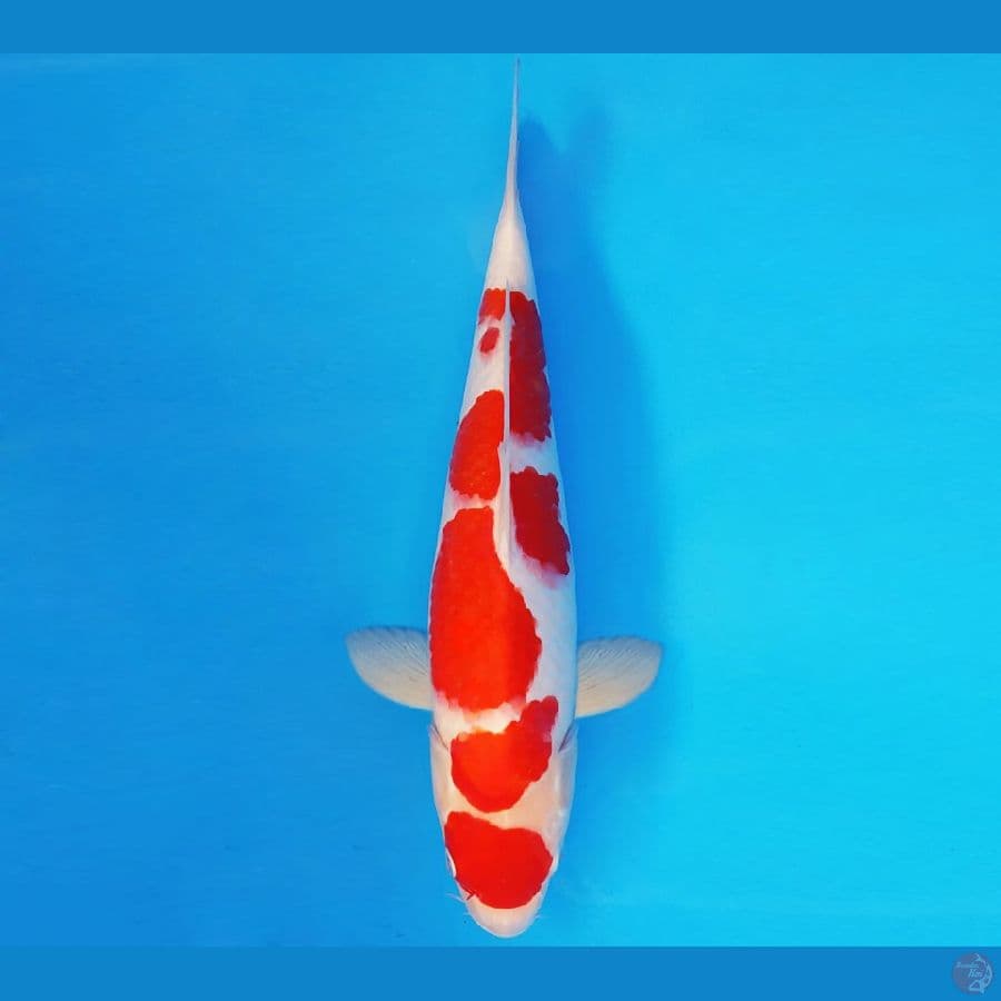SONATA 9 ~ KOHAKU 35 cm/fm ™