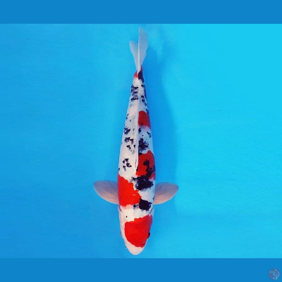SONATA 10 ~ SANKE 35 cm/male ™