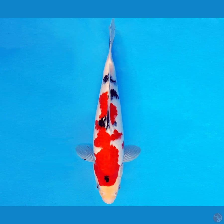 SONATA 12 ~ TAISHO SANKE 31 cm/male ™