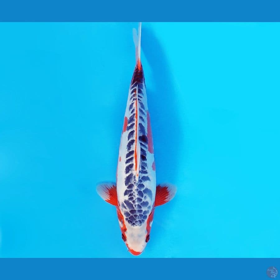 SONATA 15 ~ SHUSUI 35 cm/male ™