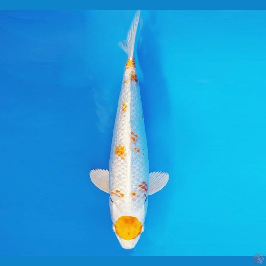 SONATA 17 ~ MARUTEN HARIWAKE KANOKO 30 cm/male ™