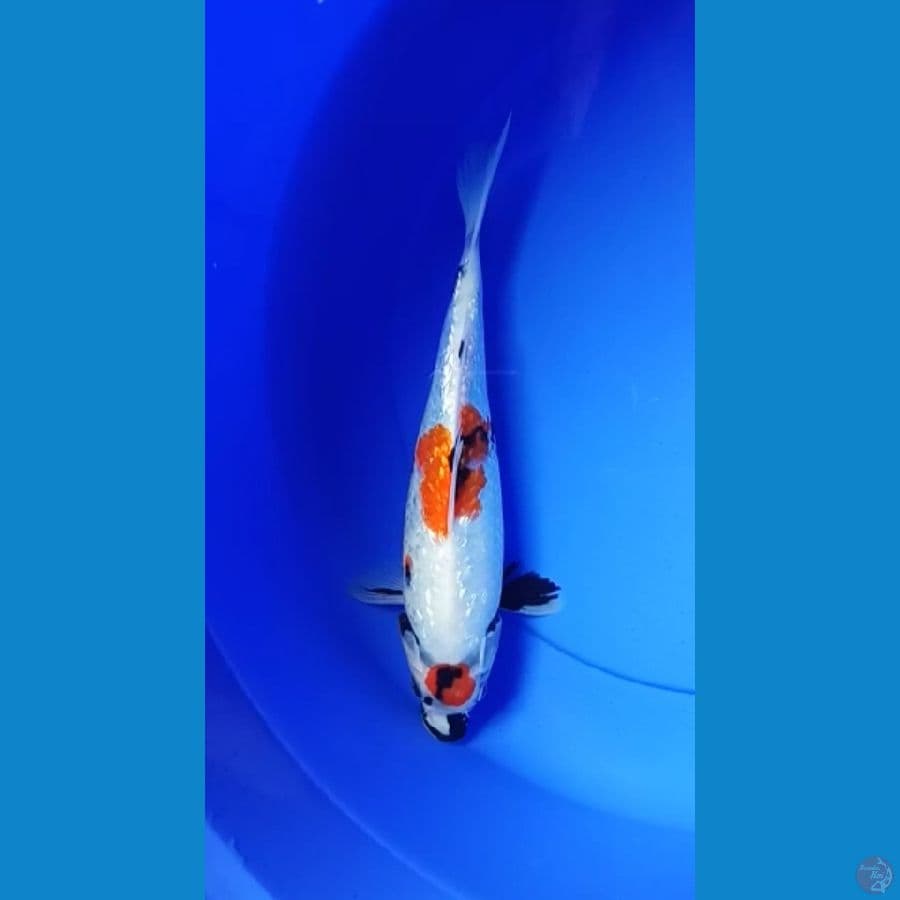 TANCHO ginrin 30CM